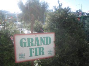 Grand Fir